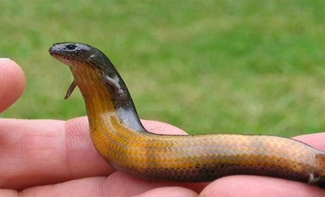 Σας δάγκωσε σκορπιός, σφήκα, μέλισσα, φίδι; Δείτε τι πρέπει αμέσως να κάνετε…